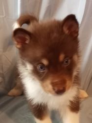 Blue eyed Pomskys available after October 3 2021