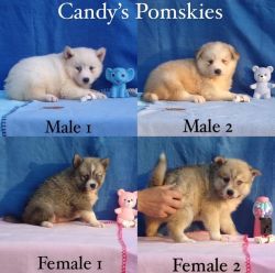 Mini Pomskies (Pomsky) puppies