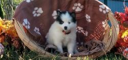 Available pomsky puppies