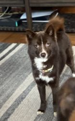 Relocating homes need a good home for my pomsky