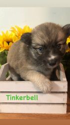 Pomsky Puppy Female- Tinkerbell