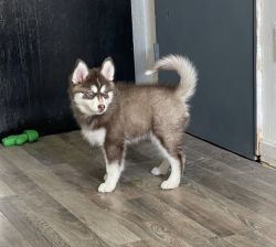 Cute pomsky puppy for sell!!!