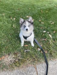 Pomsky puppy for sell