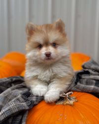 Pomsky Puppy for Adoption USA Washington [Dogs] POMSKY PUPS