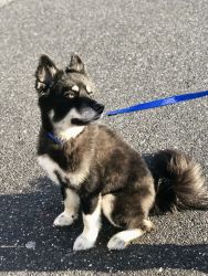 Pomsky for sale with paperwork