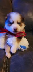Pomsky Puppy available Fitchburg ma 01420 ROYAL