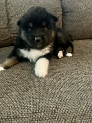 This is Buddy male Pomsky