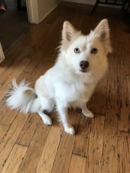 Year and a half female pomsky