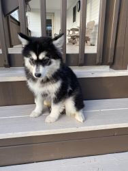 Pomsky’s looking for our forever home!