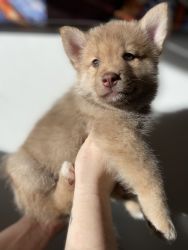 Light brown Pomsky with white and different brown patches