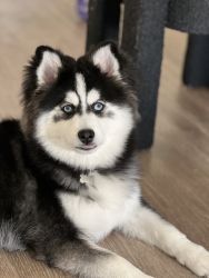 Pomsky urgent sale in Los Angeles because of travel abroad