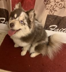 1 Year Old Pomsky In need for a new home