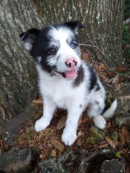 Absolutely adorable pink nose pomsky blue merle