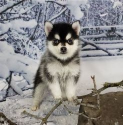 Male And Female Pomsky Puppies