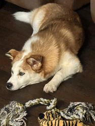Beautiful and sweet 5 month old Pomsky for adoption