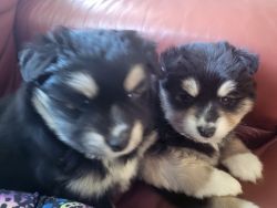 Pomskies for sell