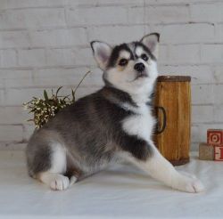 Loving and playful Pomsky puppies available