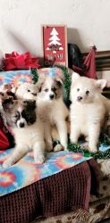 3 Pomsky pup's 2 Beagle pup's