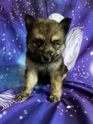 Pomsky Puppy for Sale in Woodbridge, VA - Pluto