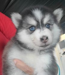 Cute Adorable Male Pomsky puppy
