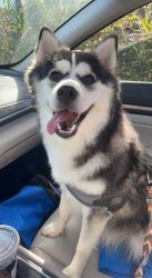 Sweet Pomsky looking for good home