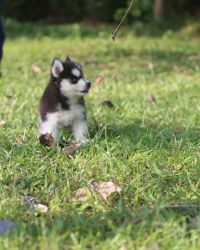 Awesome Pomsky Puppies Text or WhatsApp at.... +1(5xx) xx4-36xx