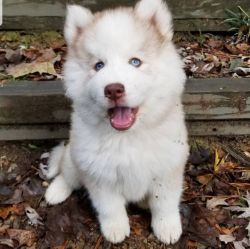 Pomsky puppies available Text or WhatsApp at.... +1(5xx) xx4-36xx