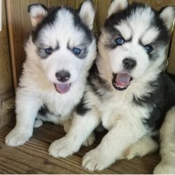 Awesome Pomsky Puppies