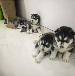 Awesome Pomsky Puppies Text or WhatsApp at.... +1(5xx) xx4-36xx