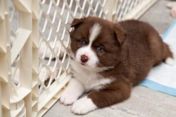 Pomsky Puppy Chocolate Brown Male