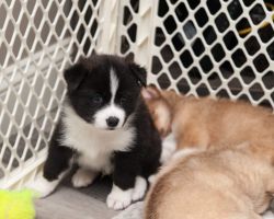 Pomsky Puppy Black & White Male
