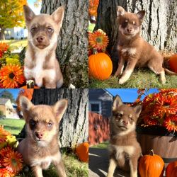Pomsky Puppies for sale
