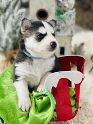 Pomsky - Christmas Puppy - Orion