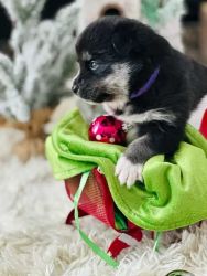 Pomsky - Christmas Puppy - Iris