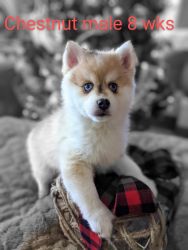 Gorgeous Pomsky puppy
