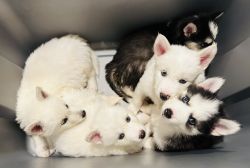 Cute and Adorable F3 Pomsky Puppies