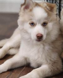 I have a 13 week old pomsky looking for her forever home