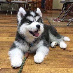 Pomsky, puppy available for adoption
