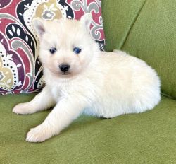 Pomsky puppies ready for adoption