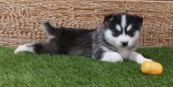 male &a female Pomsky Puppies For Sale.