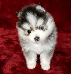Pure Pomsky Puppies ready now