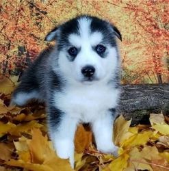 Pomsky Puppies. 1 male. 1 female available