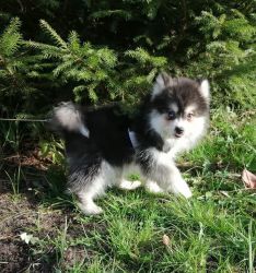 Pomsky puppies males and females