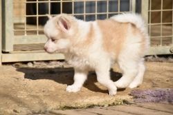 Spomsky puppies for adoption