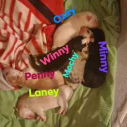 6 pomsky pups