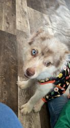 Cute puppy Pomsky for sale