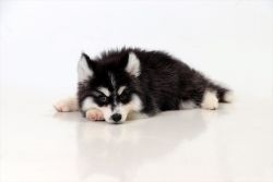 Affordable Pomsky Puppies for sale