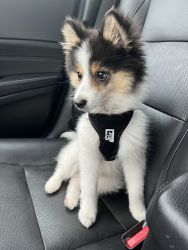 Playful and energetic Pomsky: Seoul