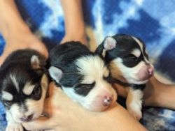 Micro Pomsky Puppies