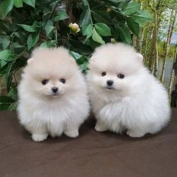 Lovely teacup Pomeranian puppies for sale